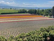 富良野　富田ファーム