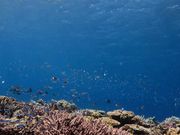 キラキラの魚とカラフルな珊瑚🪸