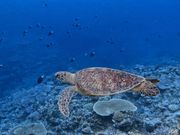 ツアー中に2匹の海亀と一緒に泳げました✨