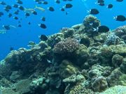 どこを見ても海の楽園🪼