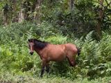 Wild mare