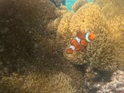 ファインディングニモ