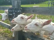 ドメーヌレゾンにはヤギがいました！仔ヤギにエサやり体験ができました