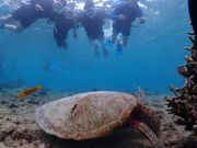 ウミガメと一緒に