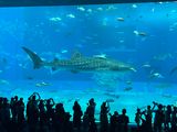 美ら海水族館