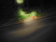 道路を歩くキツネさん