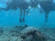 シュノーケリングでウミガメと遭遇