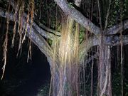 幸せになれる巨大ガジュマル