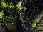 オオジョロウグモ