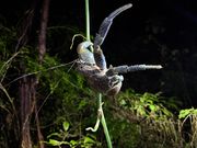 よじ登りヤシガニ