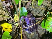 紫っぽいヤシガニ