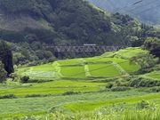 移動中に止まって見せてくれたあまてらす鉄道と棚田