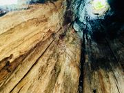 枯れた木の幹の内部