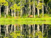 湖の対岸にシカ