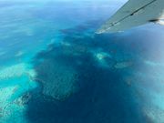 真ん中がコアラリーフ