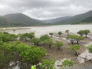 台風が接近中のマングローブ