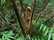 ヒカゲヘゴの若い芽