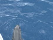 イルカにめっちゃ会えます。