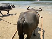 がんばって運んでくれる水牛のイチローくん