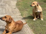 3匹の保護犬がいてかわいかったです