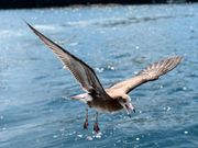 伊根湾遊覧船からの鴎ショット