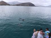 ハシナガイルカのファミリー