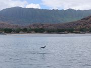 イルカのジャンプ３回転！