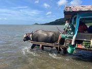 由布島へ渡る時