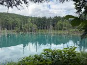 念願の青い池に行くことができて感激です