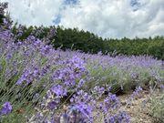 2週間くらいしか咲いていないラベンダーに出会えて嬉しい