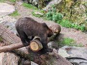 お城で飼われてる？熊