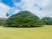 CMで話題になったこの木なんの木気になる木