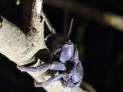 カッコいいヤシガニが見れました！