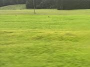 キツネとウサギのツーショット①