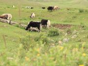 ゲルそばの草原