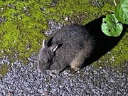 アマミノクロウサギ