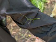 金作原でななふしと。