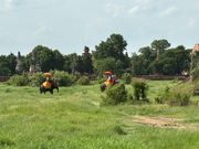 アユタヤで像に乗りました