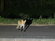 何種の動物にも会えた