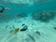 シュノーケリング中