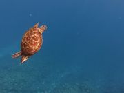 海亀9匹と会えました！