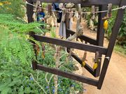 黄金の蛹、オオゴマダラ！