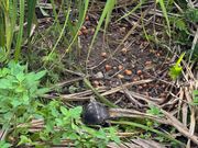 ラッキーなことに出会えたハコガメ！