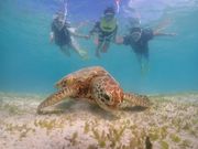 可愛らしいカメさん♡