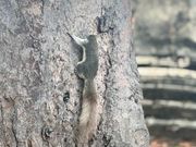 アユタヤ遺跡の中でリスに遭遇