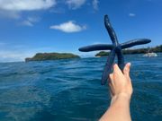 ヒトデを海底から取ってきてくれました！