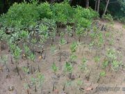 ニコラスさんのマングローブ園