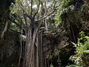 大主ガジュマル🫢