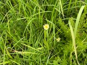 鬼岳で見た珍しい植物