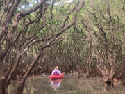 マングローブトンネル